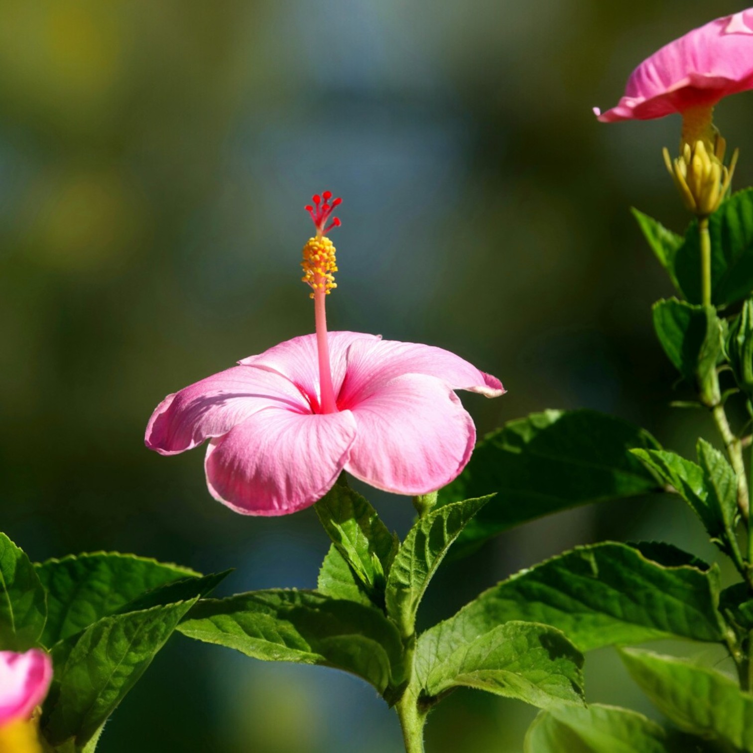 Pink Colour Hibiscus/Gudhal/Jasut/Joba/Jasuva Flower Live Plant for Home and Office Garden